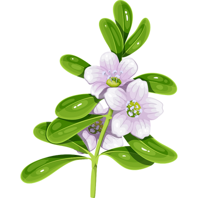 Bacopa Monnieri