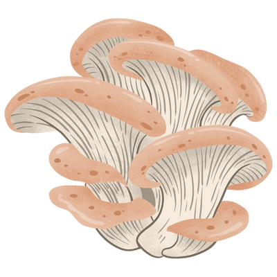 Lion's Mane